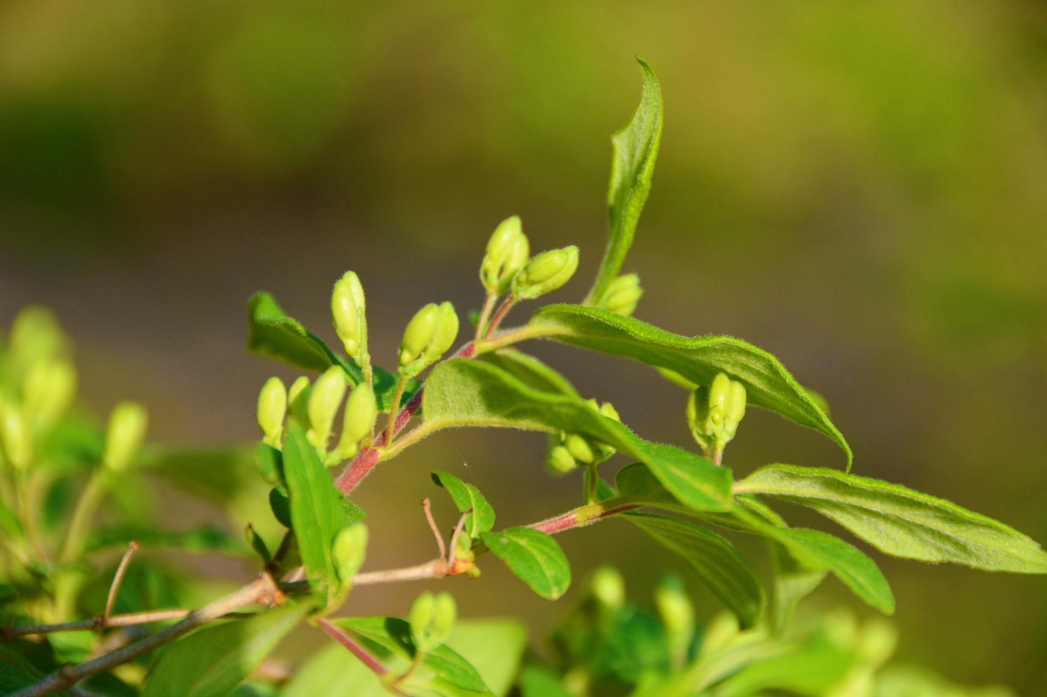 忍冬花骨朵原创拍摄