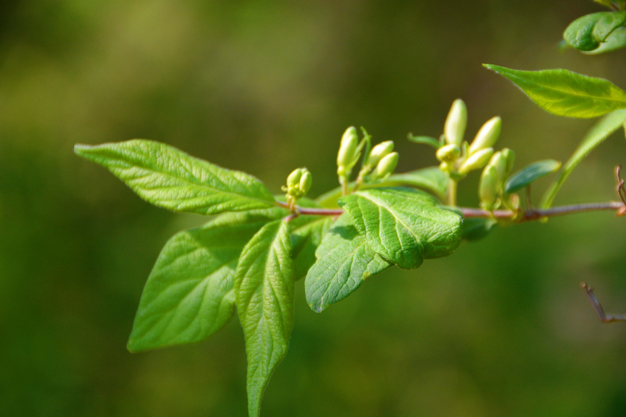 忍冬花骨朵原创拍摄