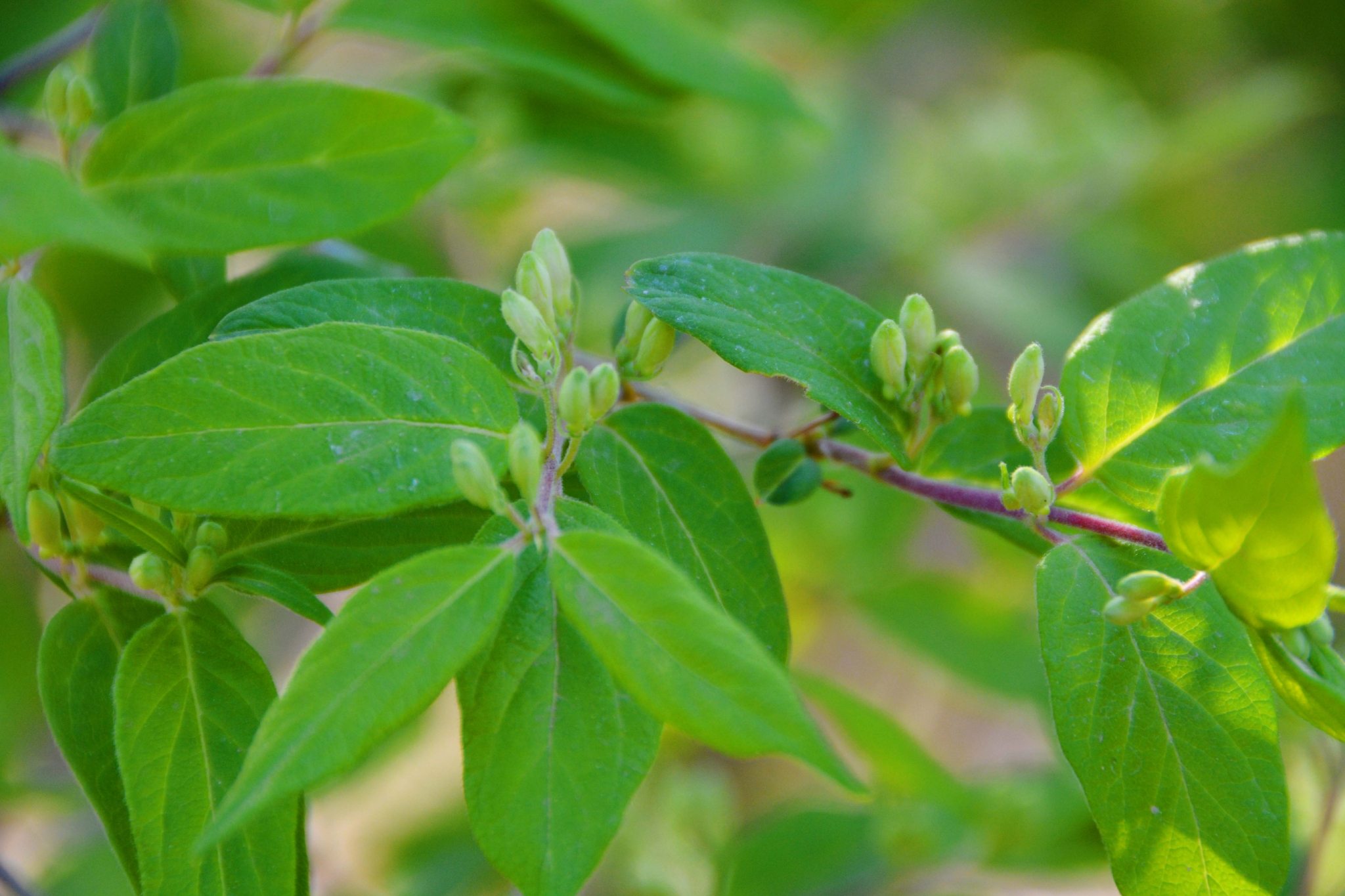 忍冬花骨朵原创拍摄