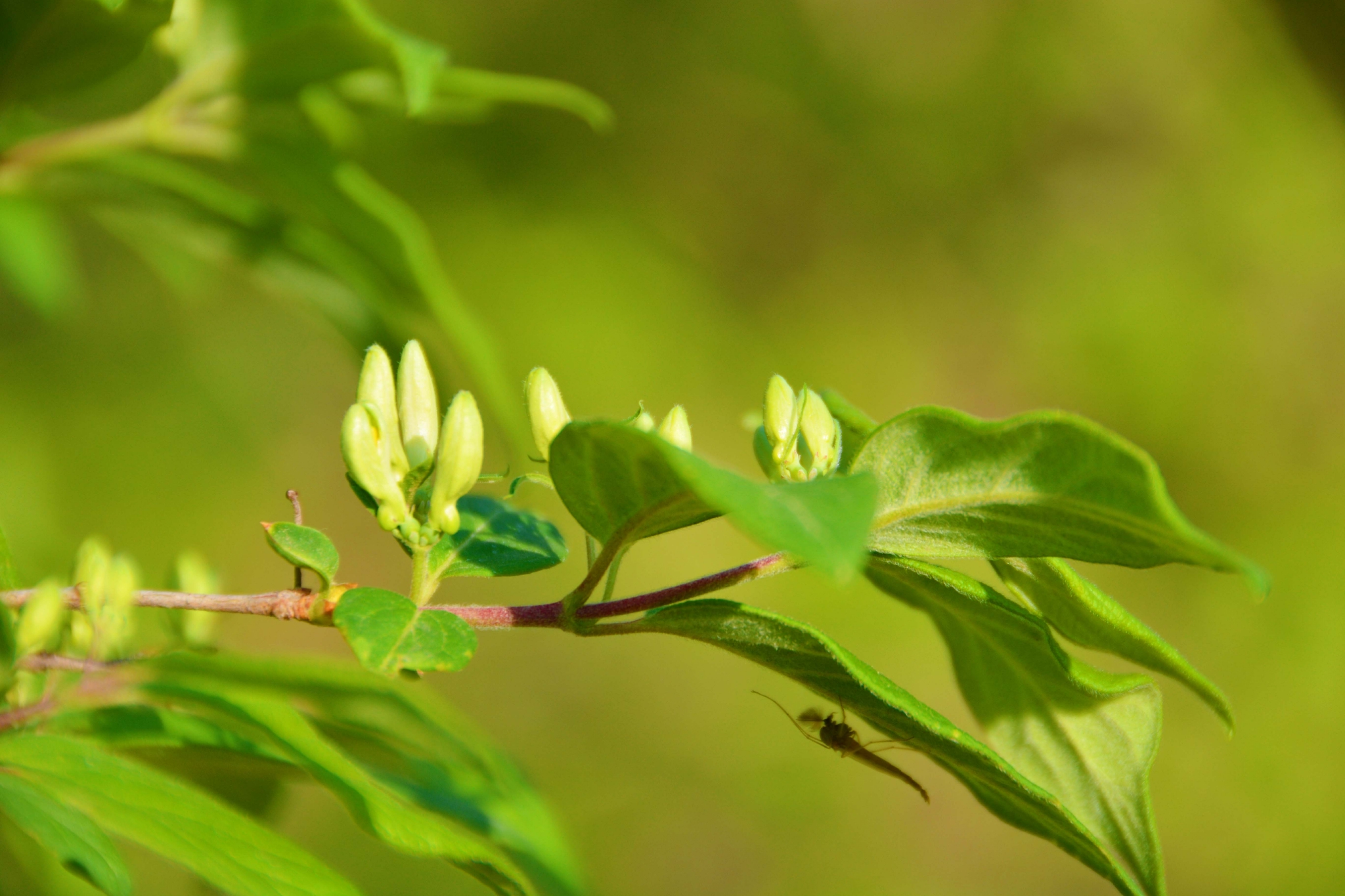 忍冬花骨朵原创拍摄