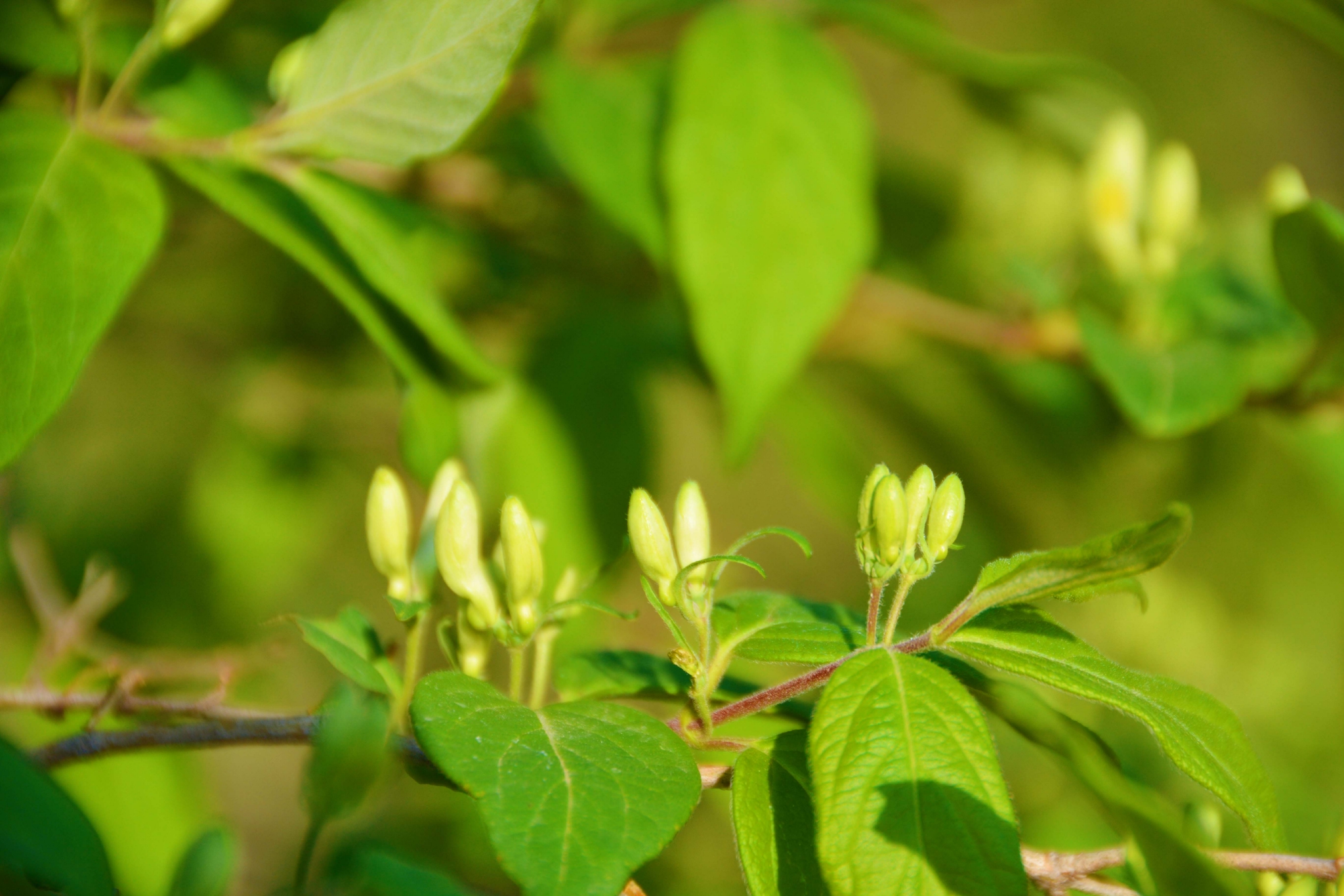 忍冬花骨朵原创拍摄