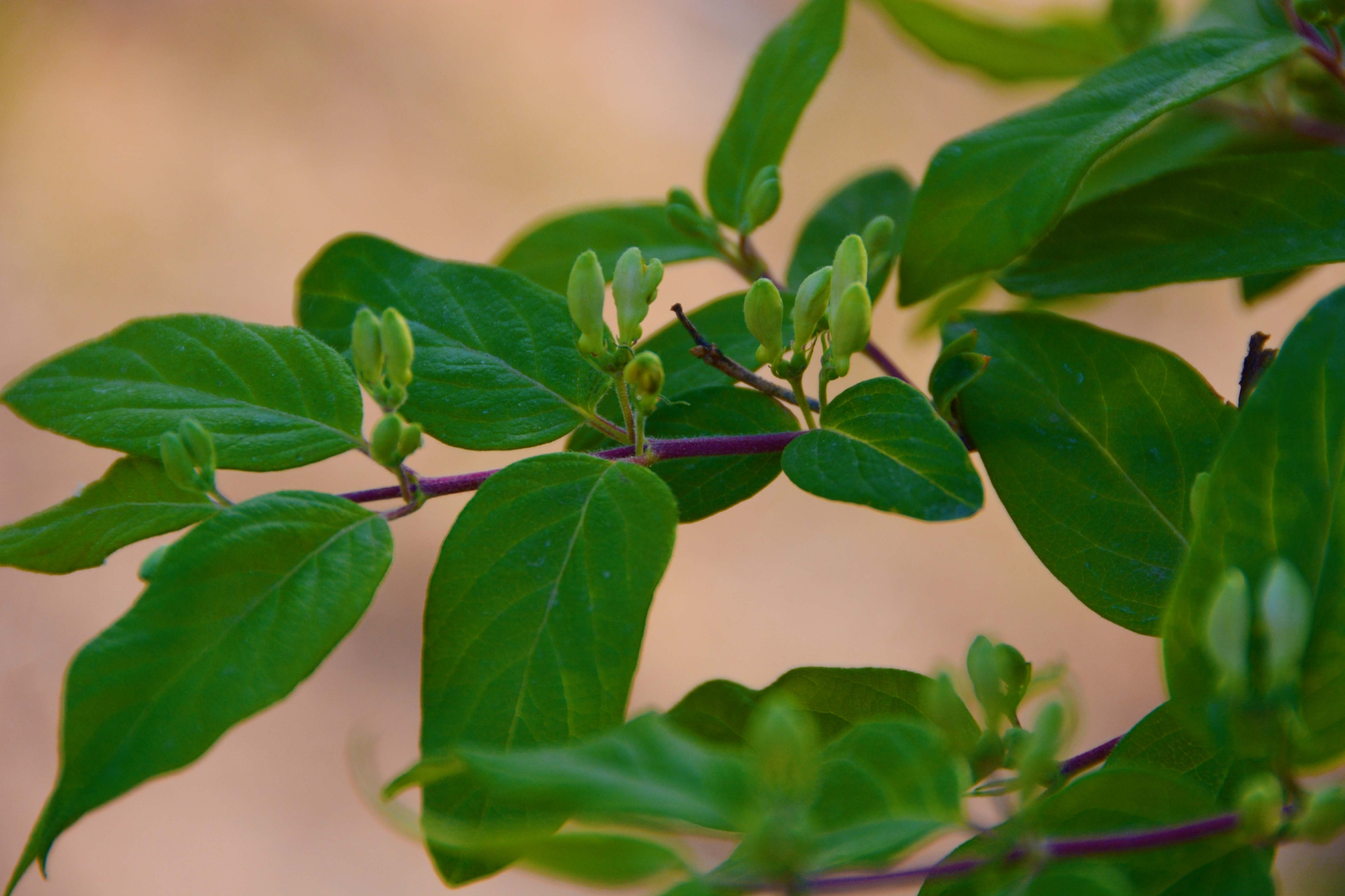 忍冬花骨朵,原创拍摄|忍冬|花骨朵|原创_新浪新闻