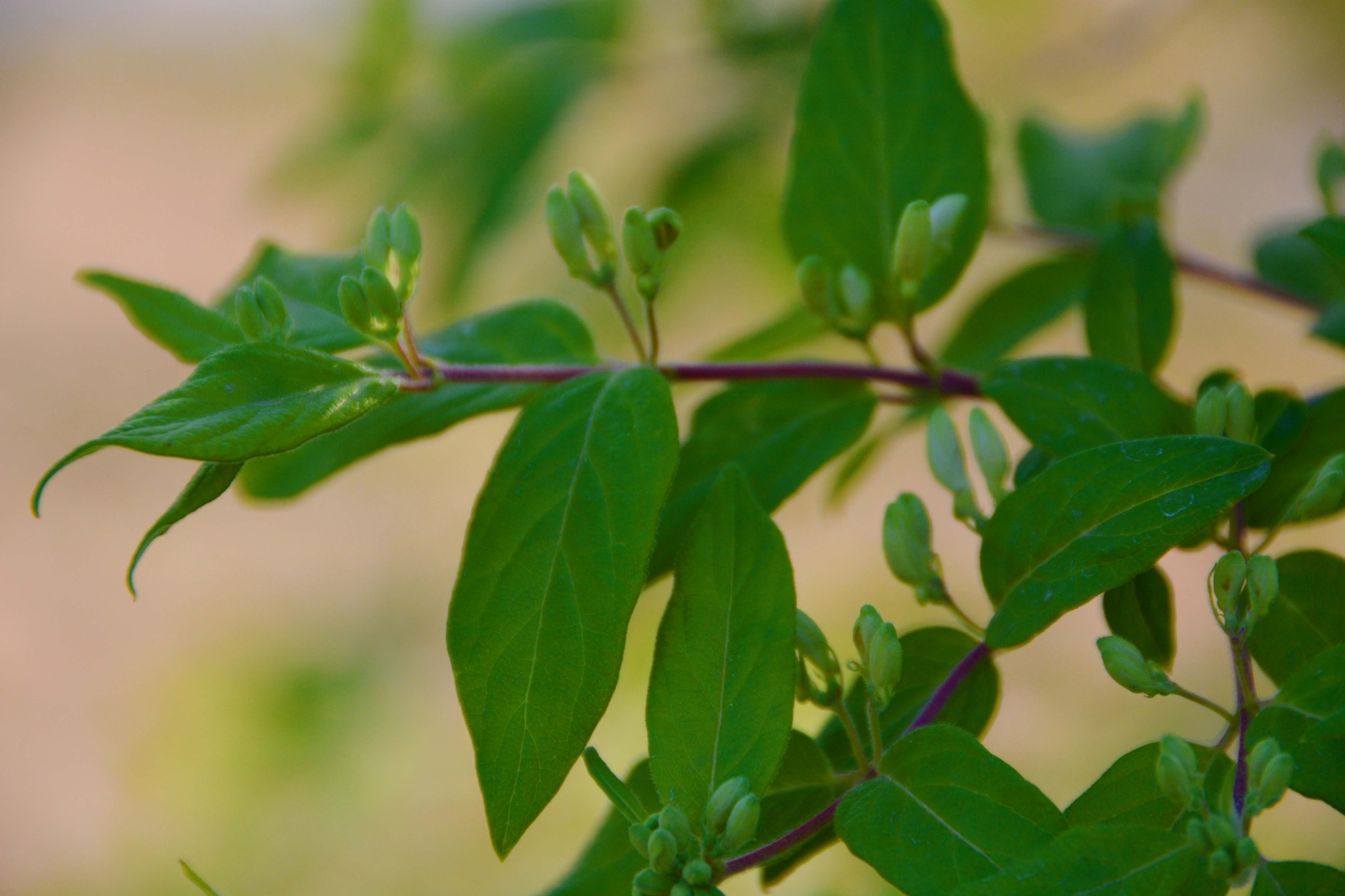 忍冬花骨朵,原创拍摄|忍冬|花骨朵|原创_新浪新闻