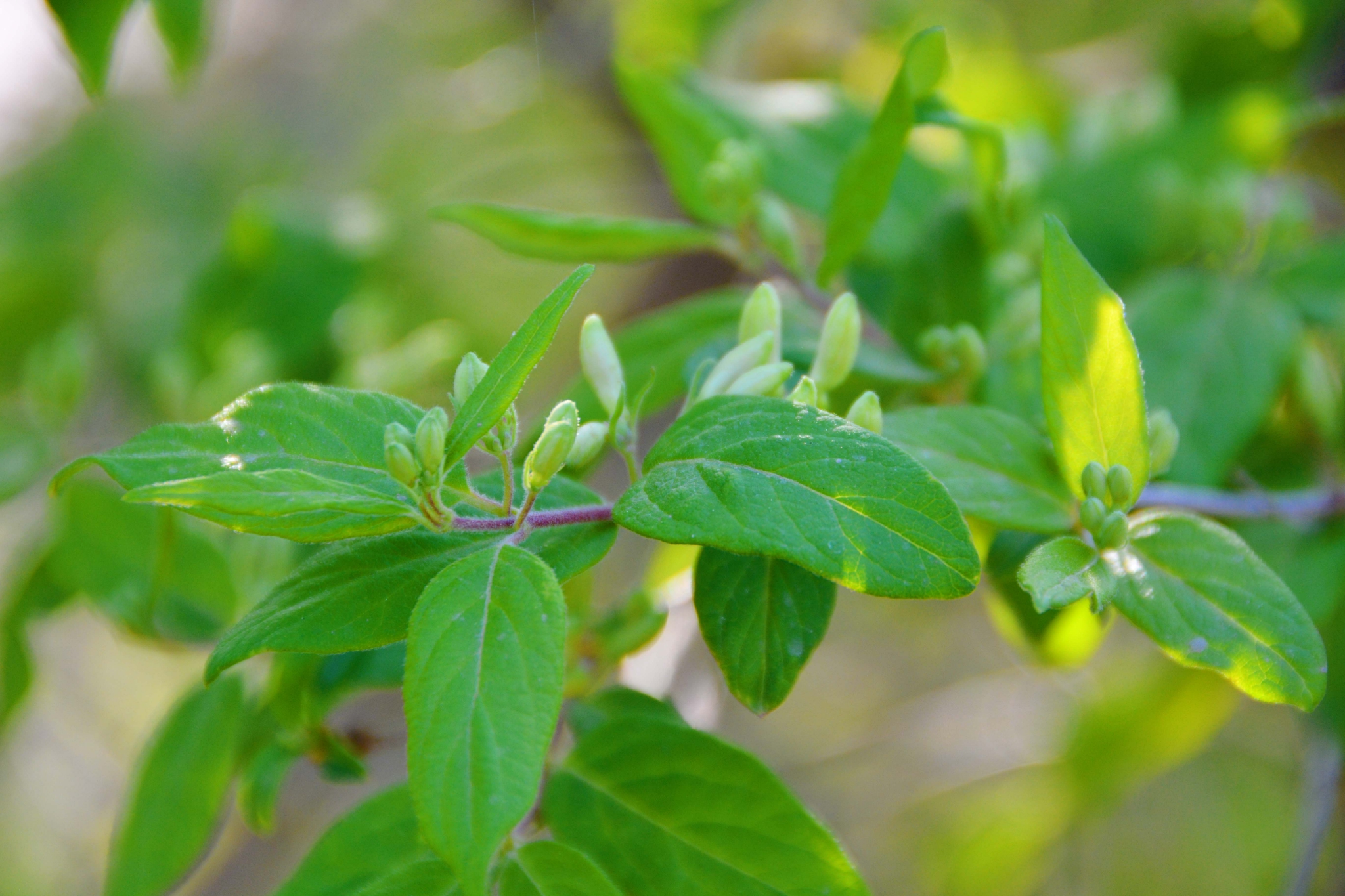 忍冬花骨朵原创拍摄