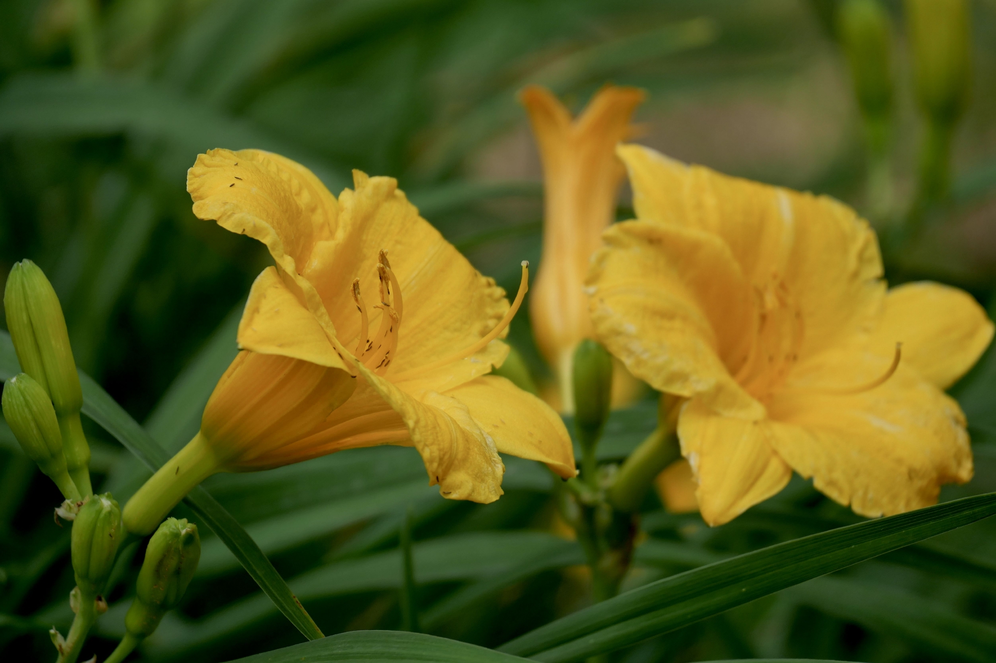 花卉植物--大花萱草_高清图集_新浪网