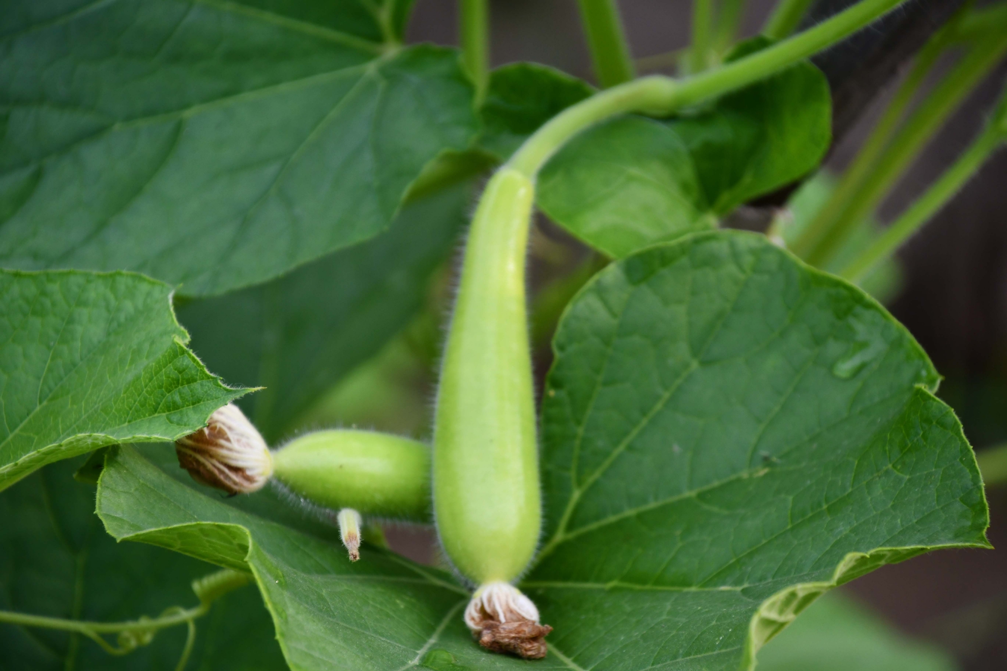 蔬菜瓠子原创拍摄