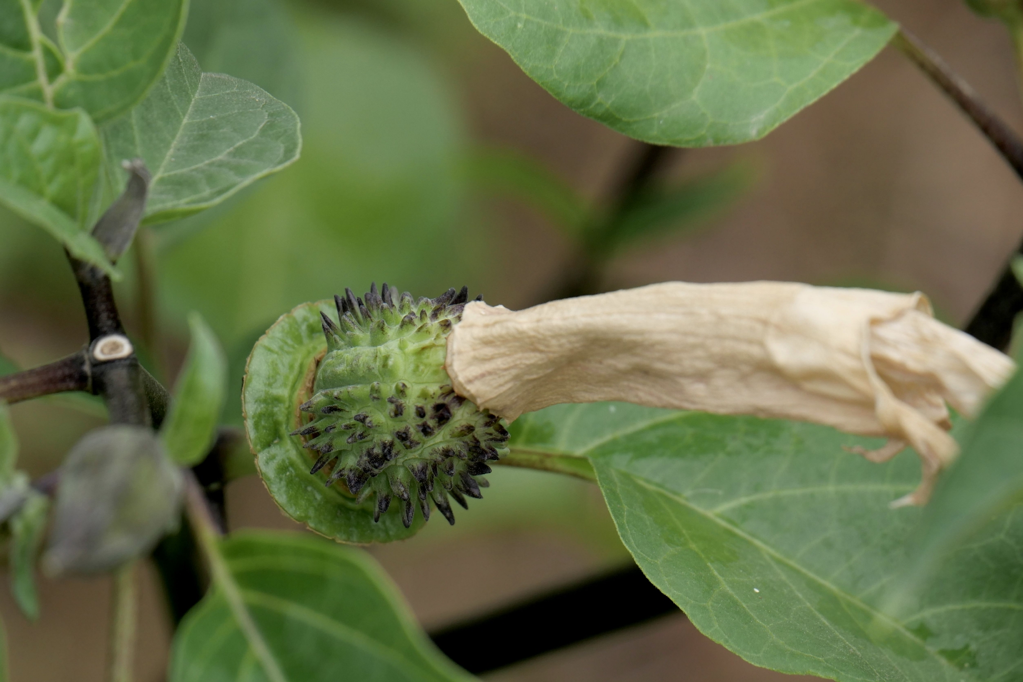 草本曼陀罗花与果(中科院武汉植物园)