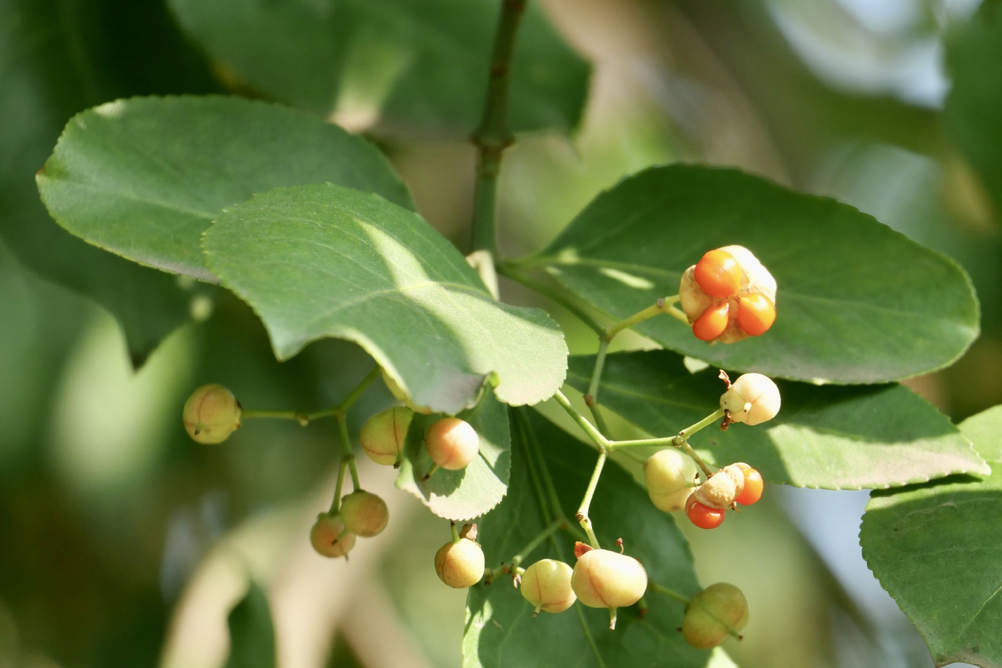 扶芳藤(中科院武汉植物园)__财经头条