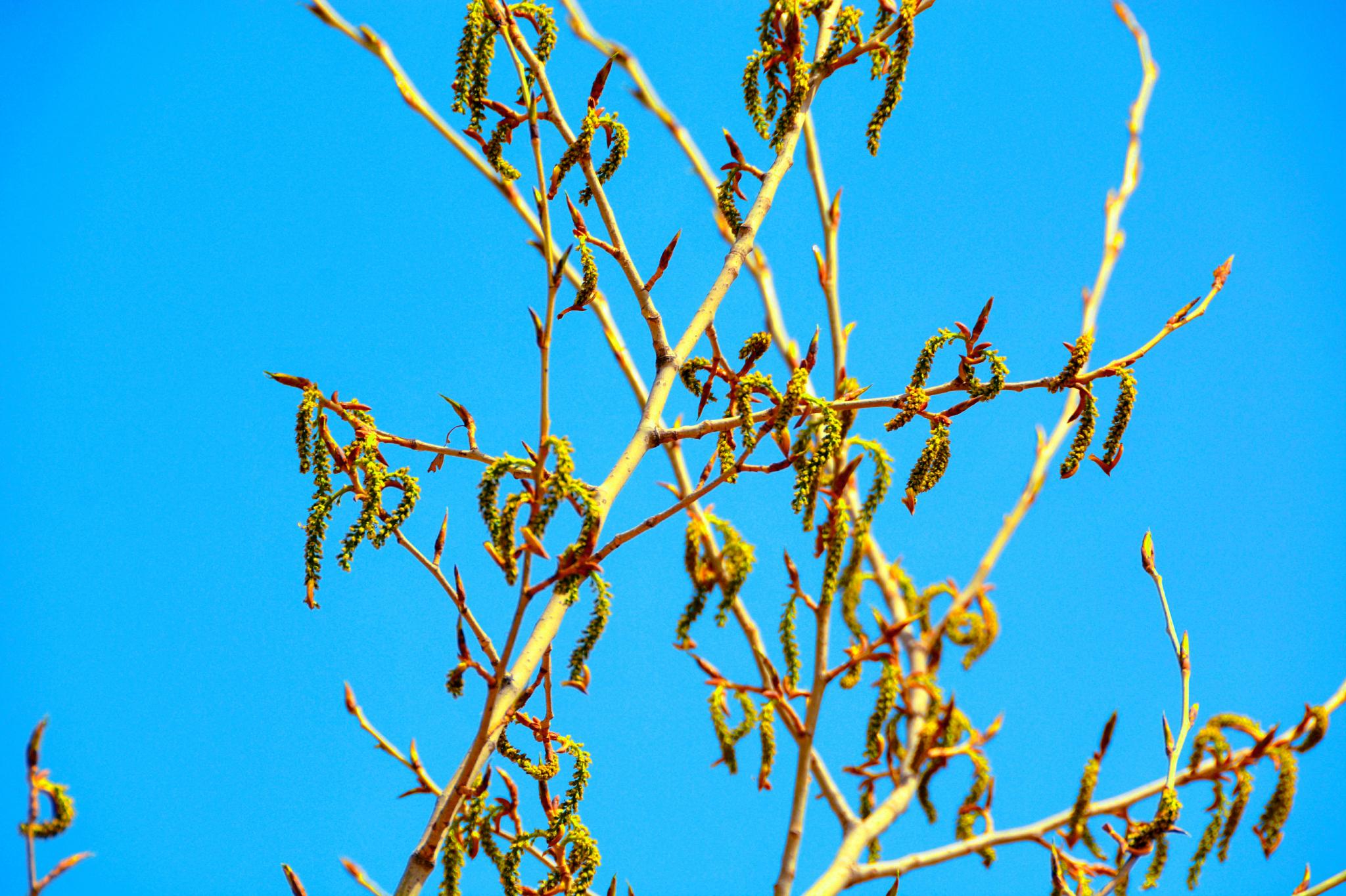 春天杨树种子原创拍摄