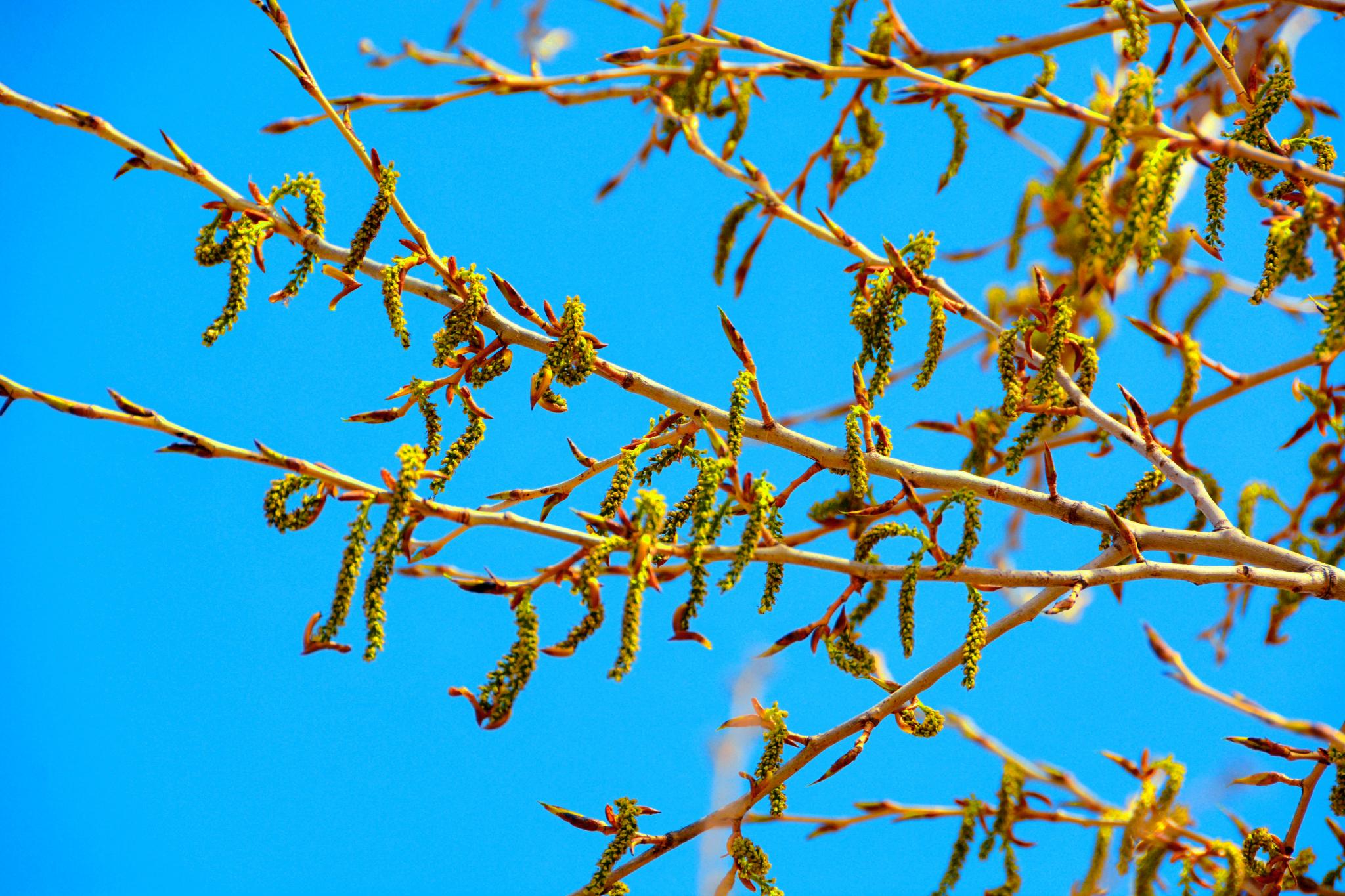 春天杨树种子原创拍摄