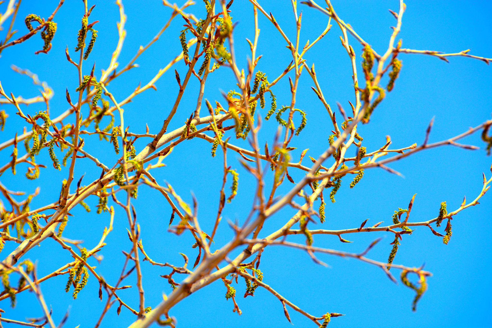 春天杨树种子原创拍摄