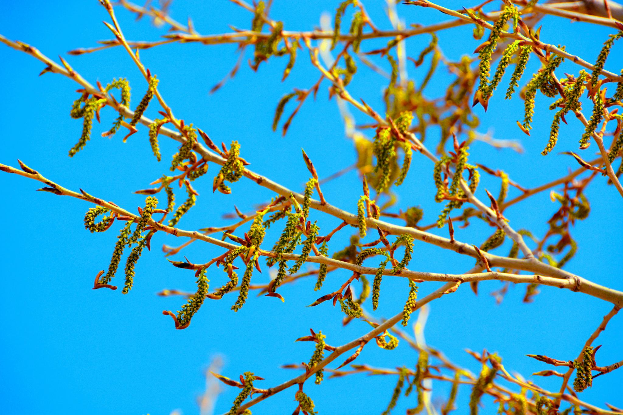 春天杨树种子原创拍摄