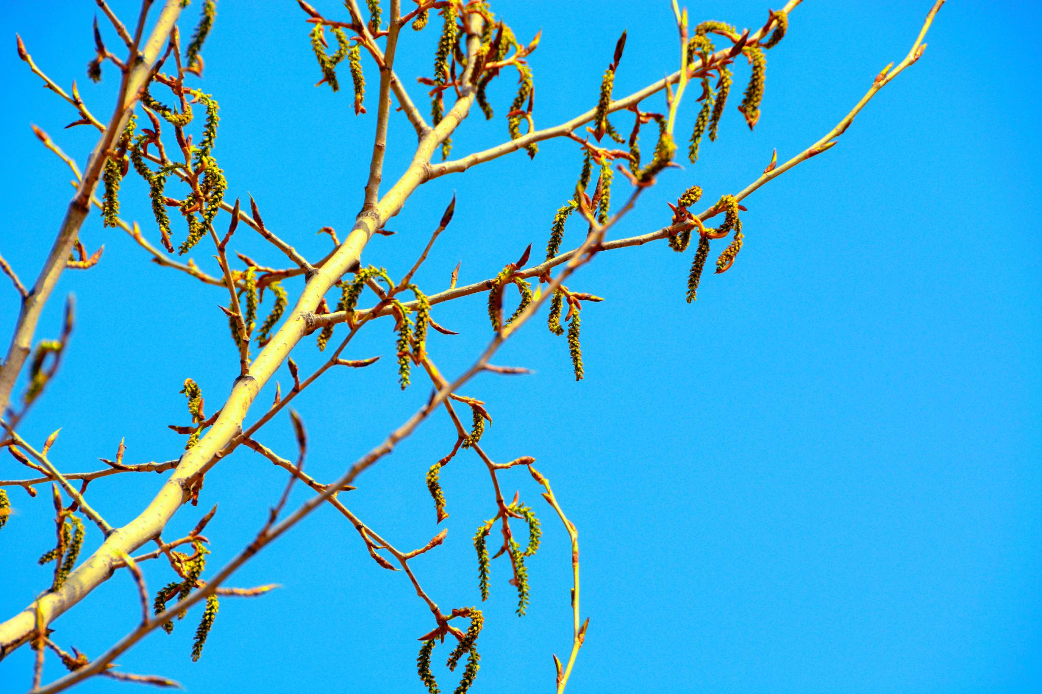 春天杨树种子原创拍摄