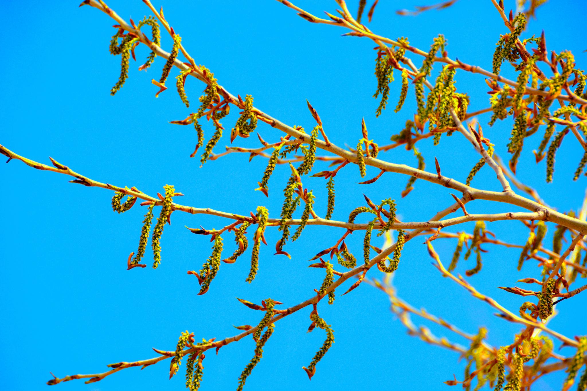 春天杨树种子原创拍摄