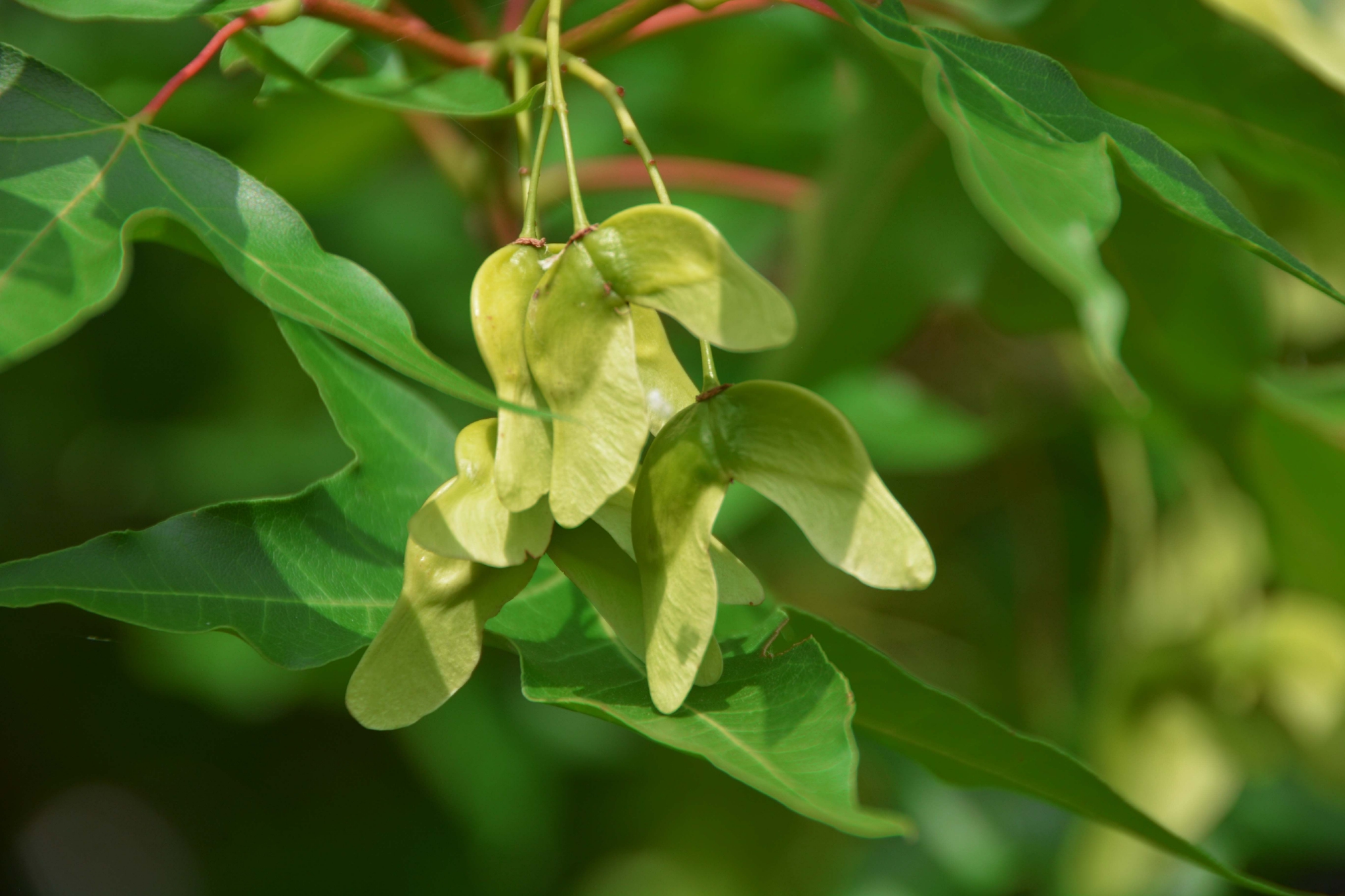 五角枫种子,原创拍摄