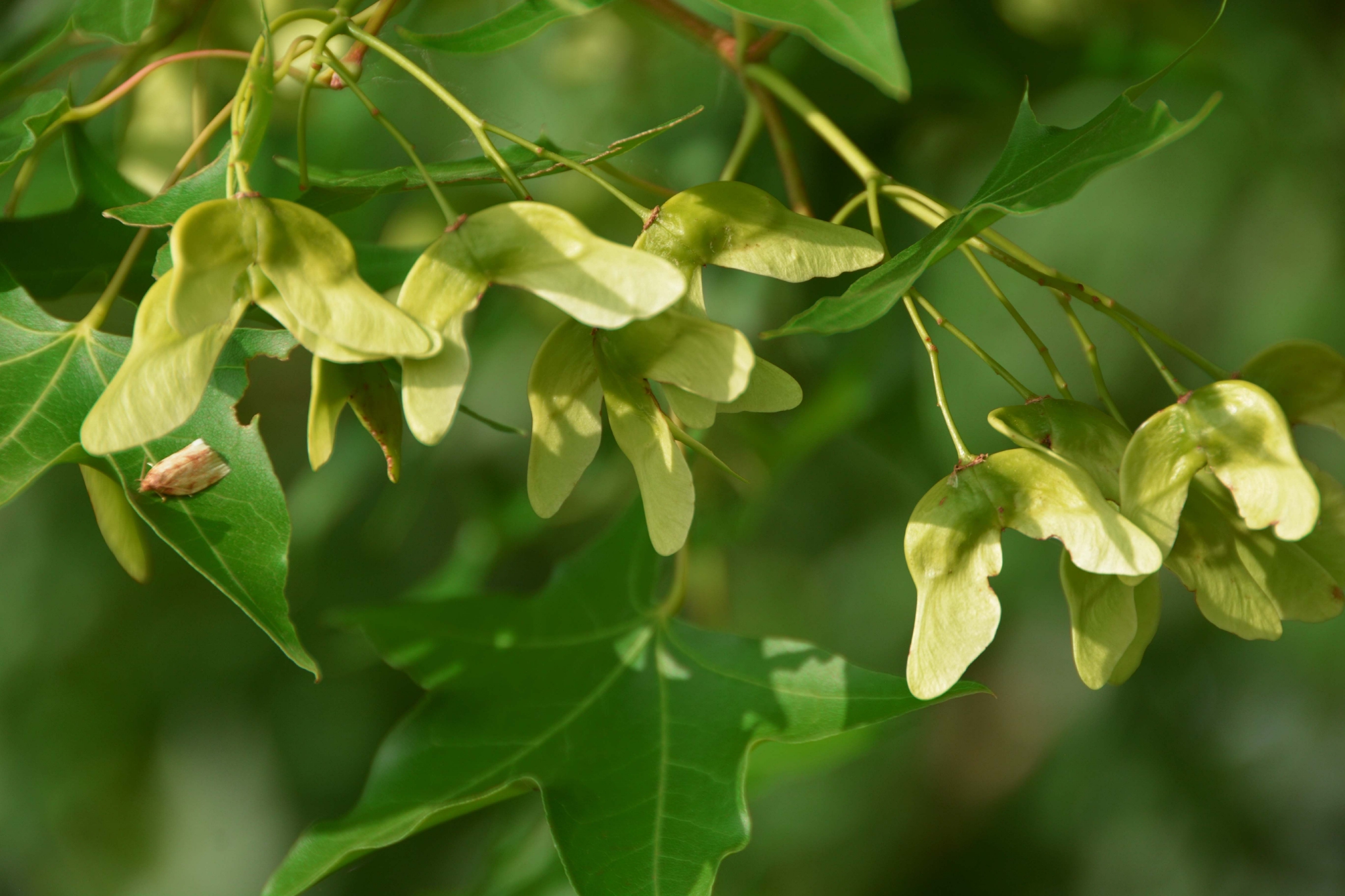 五角枫种子,原创拍摄