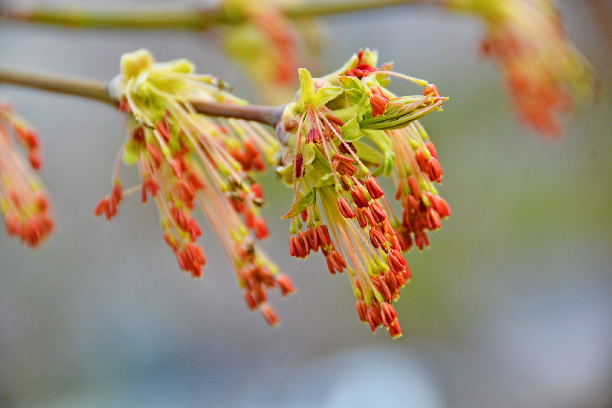 梣叶槭树花穗原创拍摄