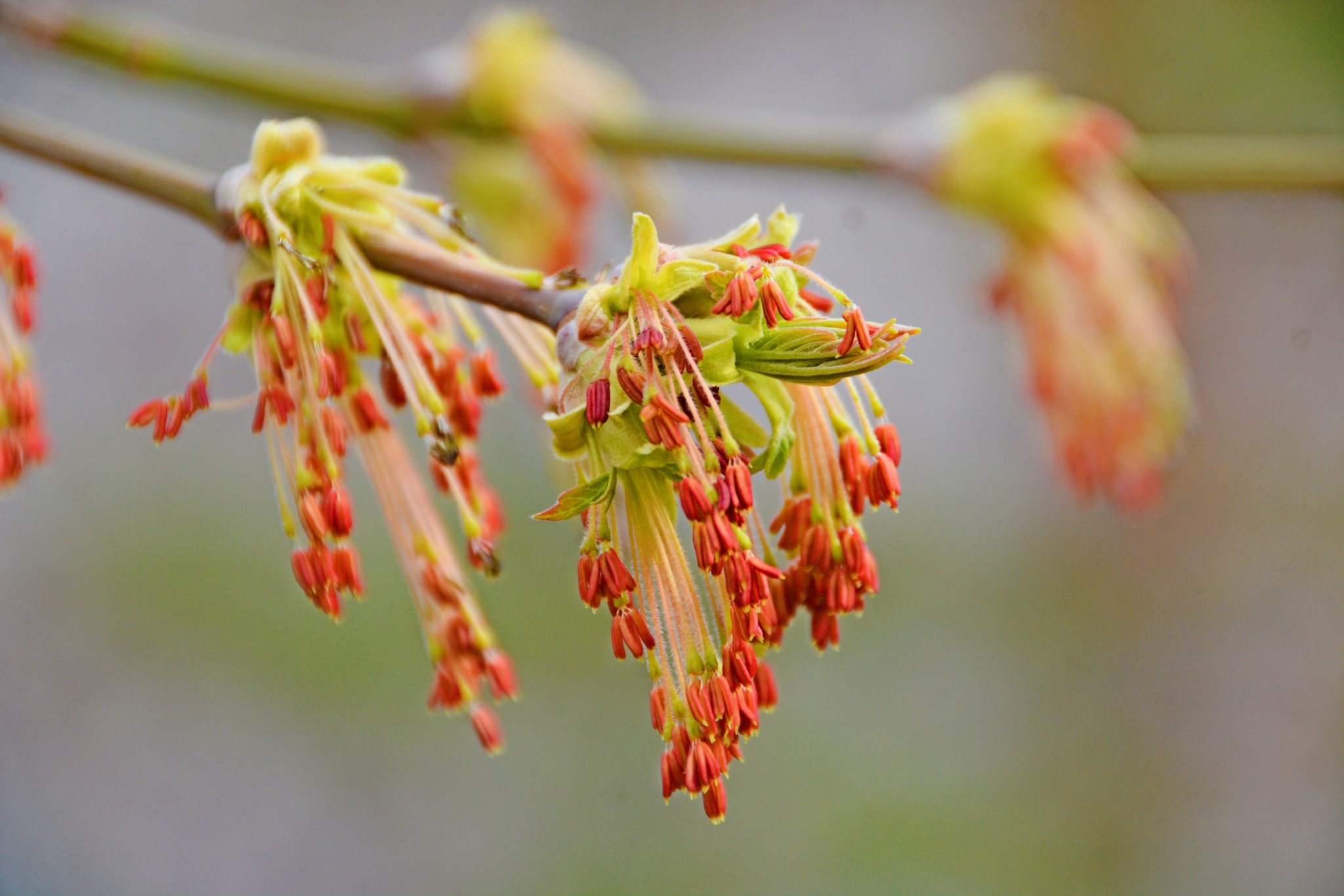 梣叶槭树花穗原创拍摄