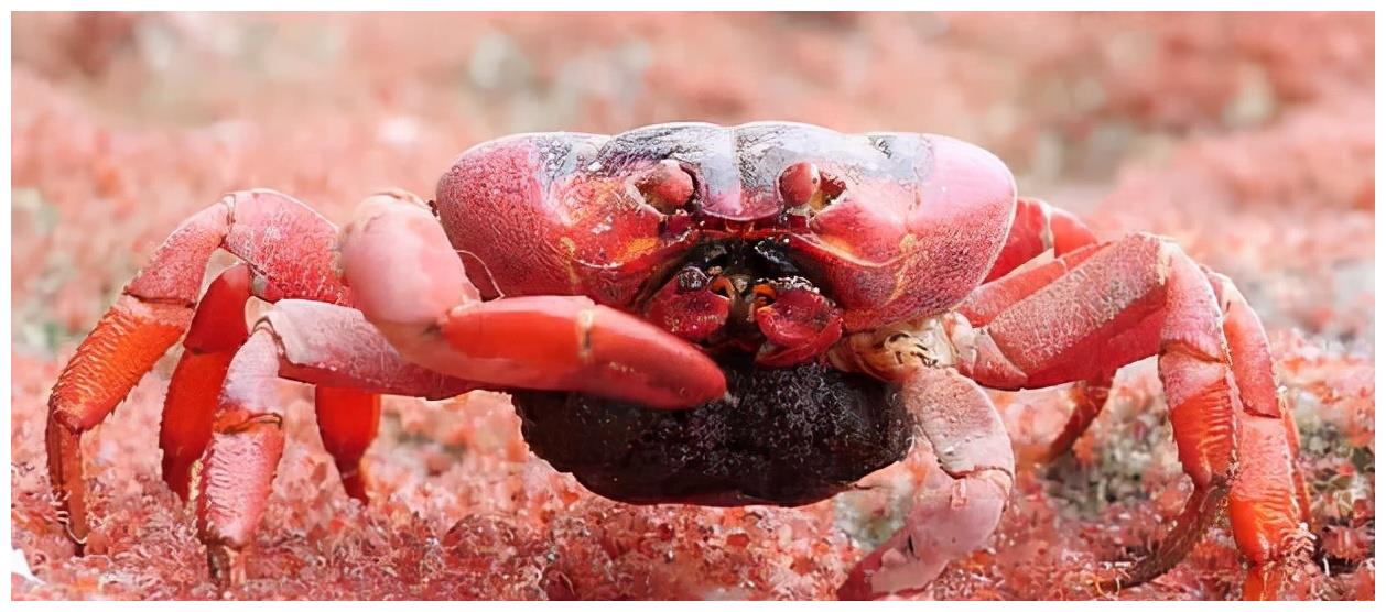澳大利亚红蟹图片