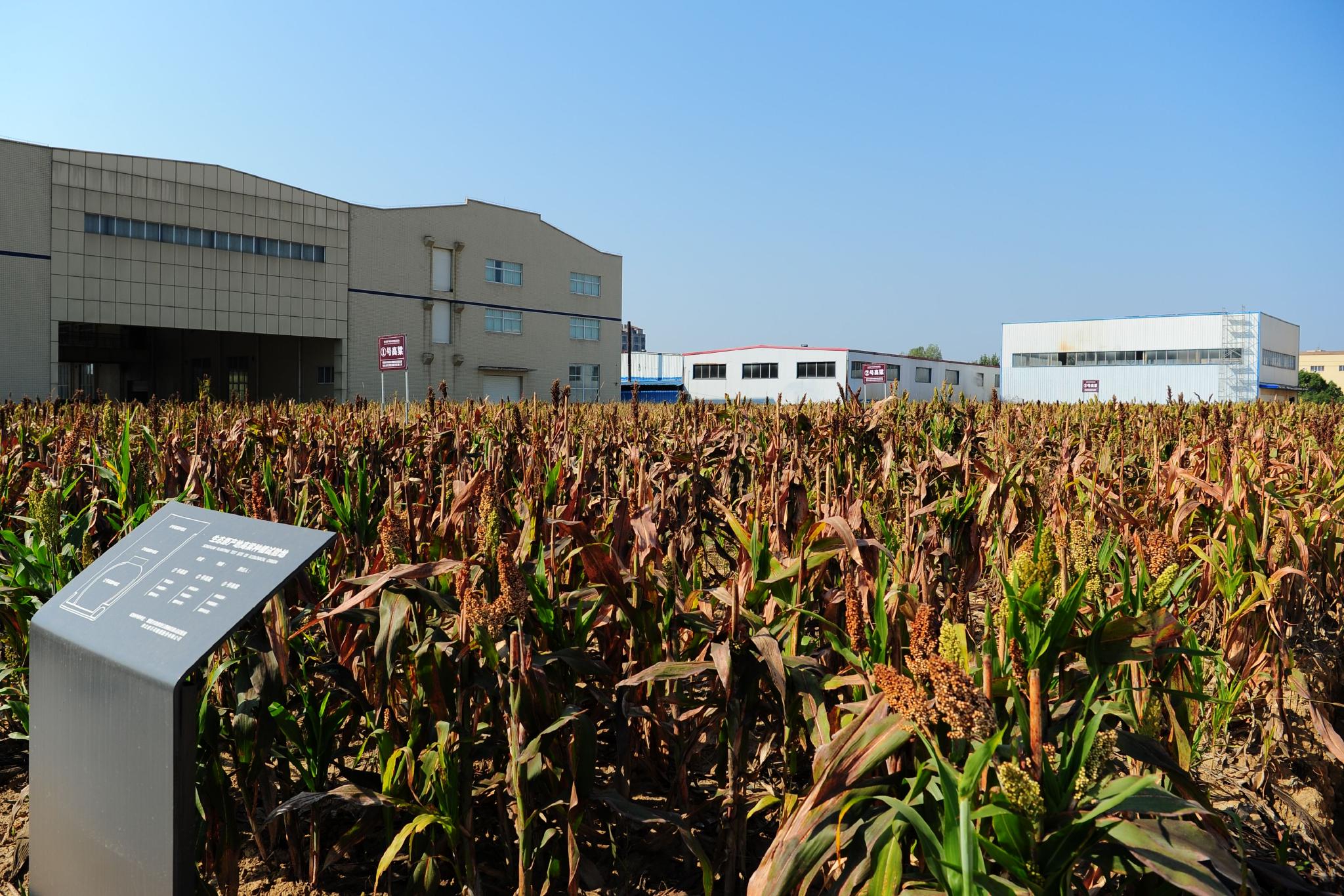 一号高粱:生态原产地高粱种植试验地_高清图集_新浪网