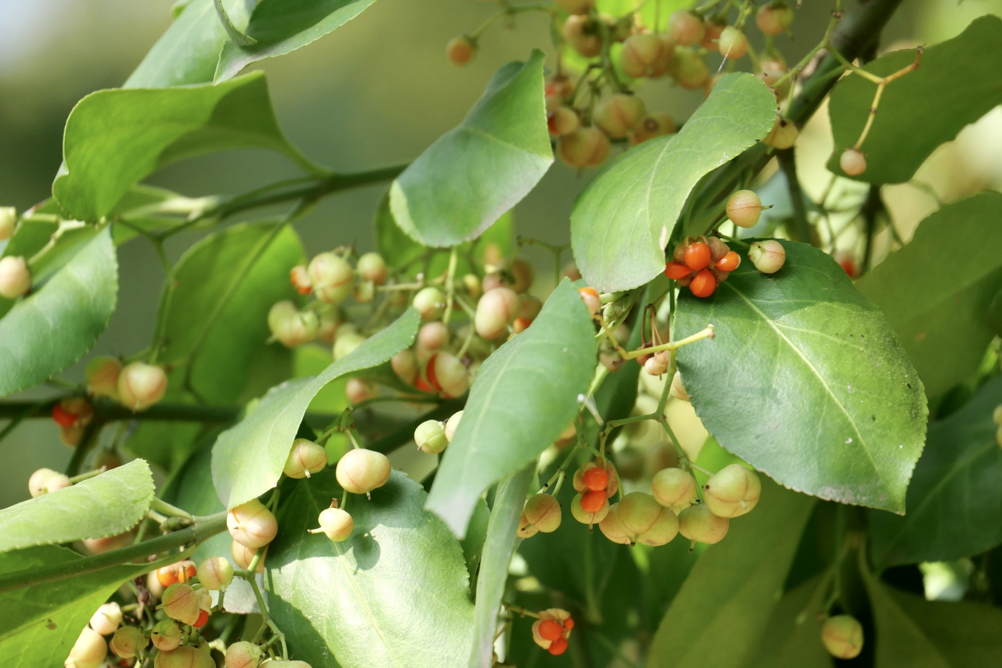 扶芳藤(中科院武汉植物园)