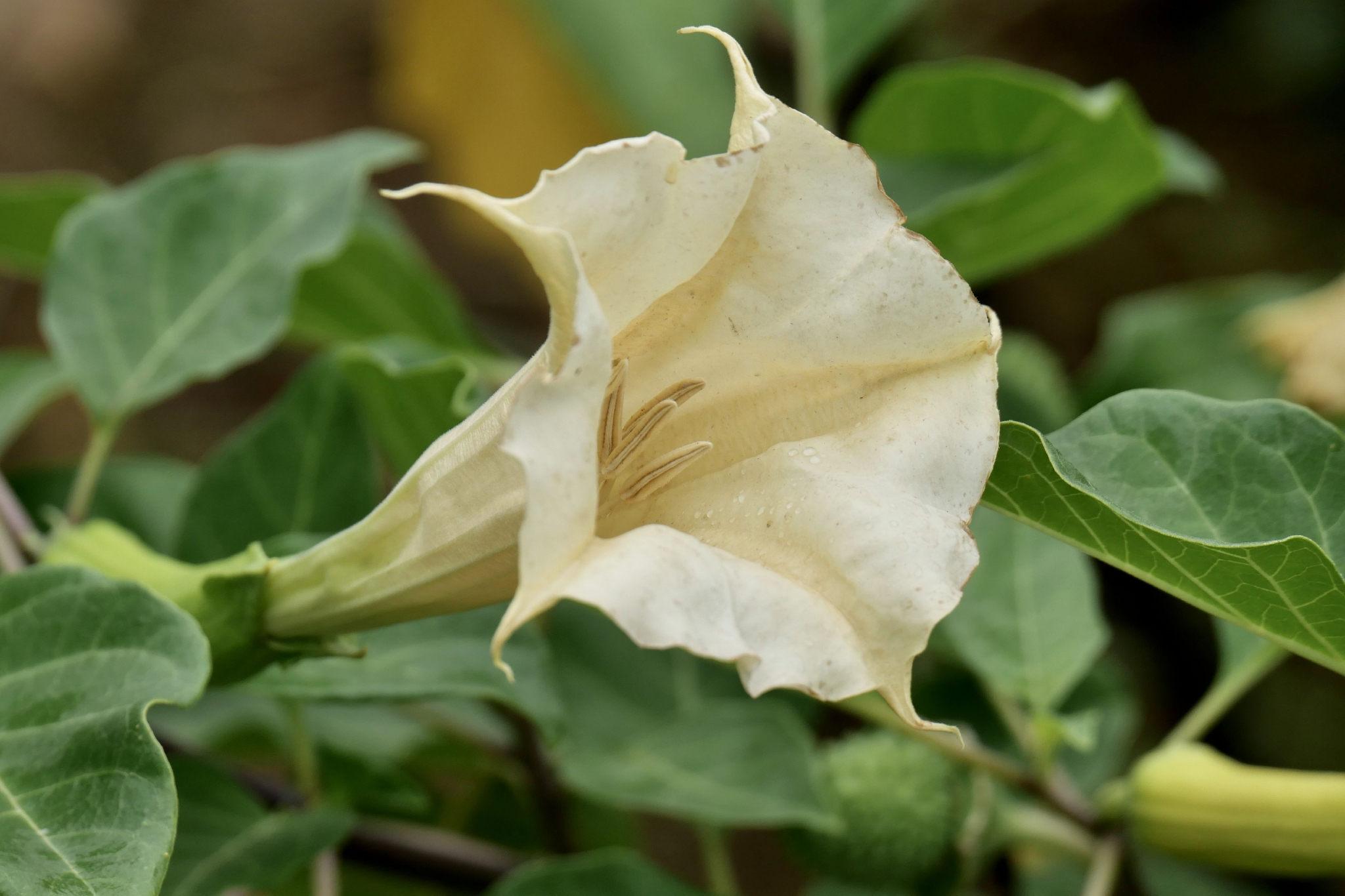 草本曼陀罗花与果(中科院武汉植物园)__财经头条