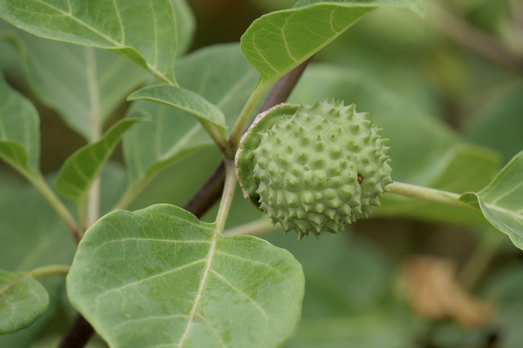 草本曼陀罗花与果(中科院武汉植物园)__财经头条