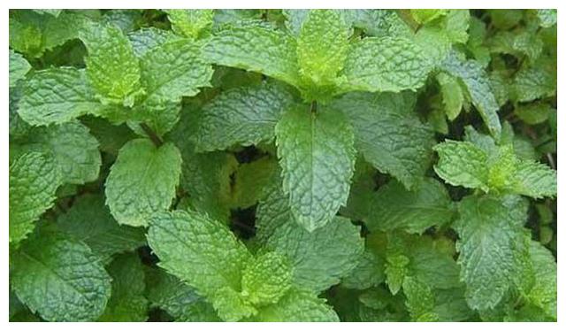 乡下一野草,人称"狗肉香",可作调料可入药,遇见记得带回家!