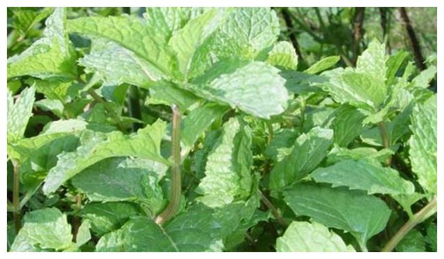 乡下一野草,人称"狗肉香",可作调料可入药,遇见记得带回家!