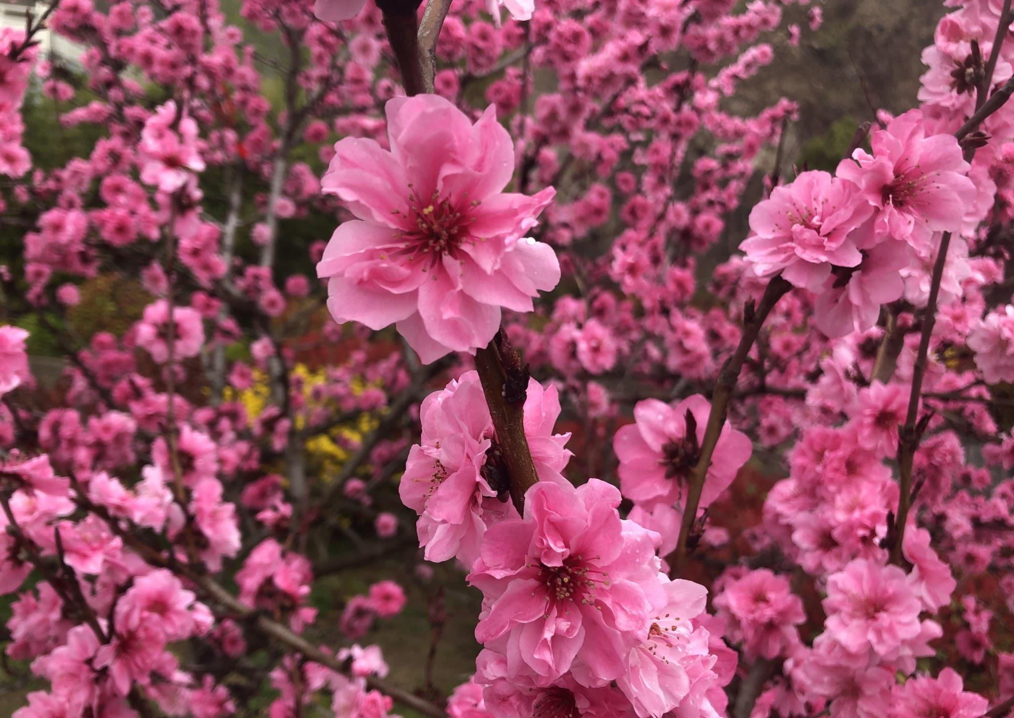 碧桃花碧桃几树隐禅院