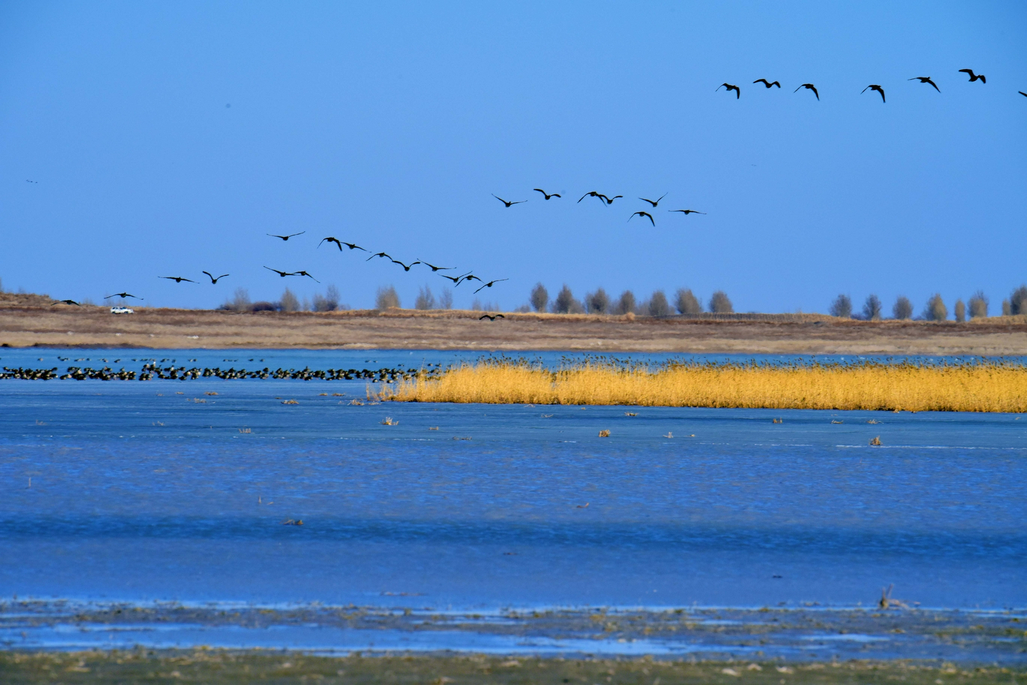 迁徙中的大雁,原创拍摄_高清图集_新浪网