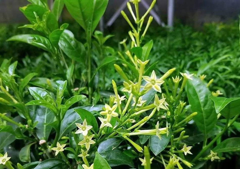 6种能在夜晚花开灿烂的植物，除了昙花你还能想到哪些？|花朵|昙花|植物_新浪新闻