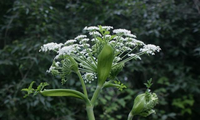 开药之外,还亲自上山采集药材,他家的墙壁上挂满了各种各样的中草药