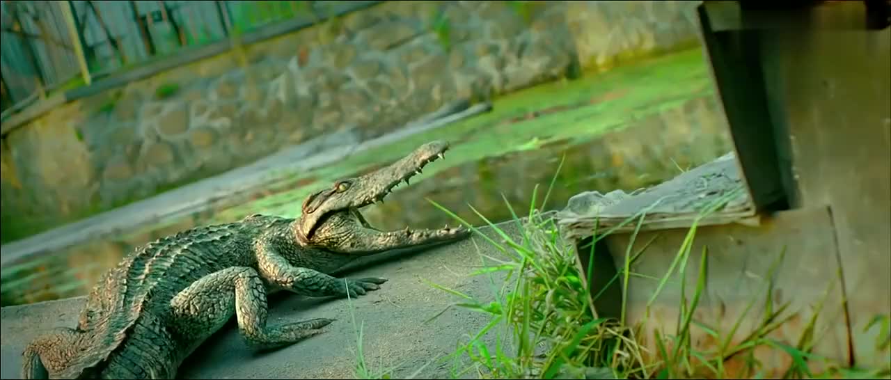 百万巨鳄:敢冲进鳄鱼群里拿东西,小孩,我看你活腻了吧!