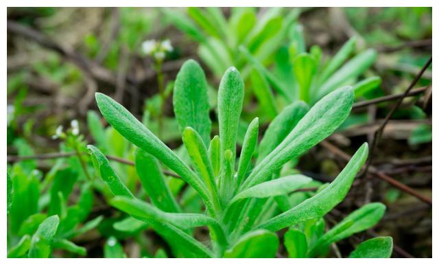 清明将至,教大家做青团,清香软糯,超好吃