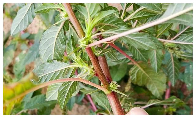 人称"补血菜",长在路边常忽视,根是极品中草药,记得摘回家|刺苋|中