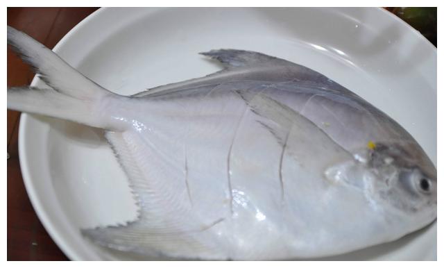 这种鱼全身银白,有着广东第一仓的美誉,肉质鲜美可口,你见过吗