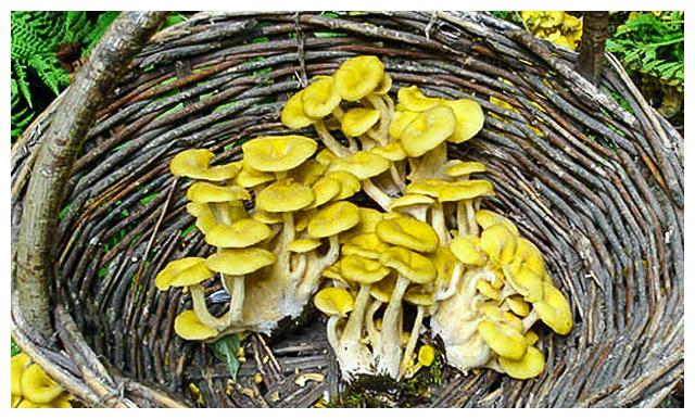 玉皇蘑"包饺子味道好,树上就有,采回家一斤能卖50|榆树|榆黄蘑|蘑菇