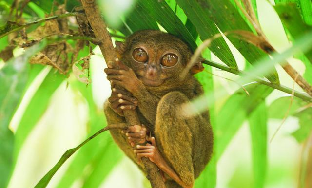 菲律宾薄荷岛上山下海五种独特体验想在大自然里撒欢儿