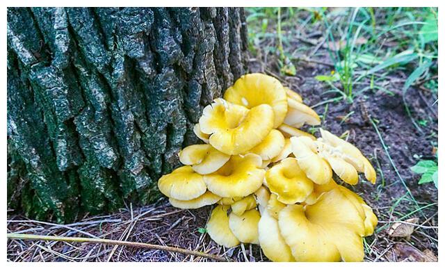 玉皇蘑"包饺子味道好,树上就有,采回家一斤能卖50|榆树|榆黄蘑|蘑菇