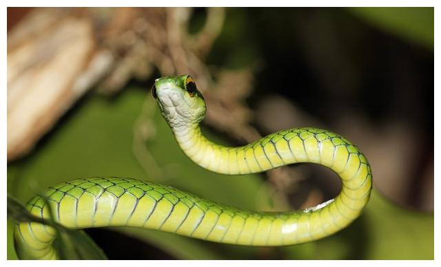 梦到小蛇，潜意识的微妙信息与生活启示