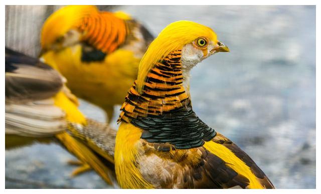 罕见!郑州动物园引进黄腹锦鸡,现实中的凤凰,网友:颜值超高