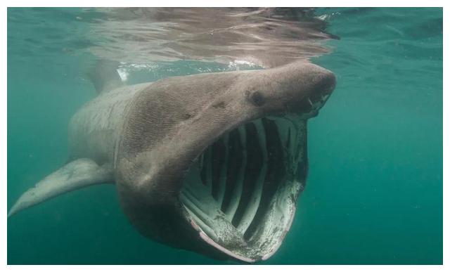 海洋保護動物名錄,你認識哪些?|海蛇|種群|海豚_新浪新聞