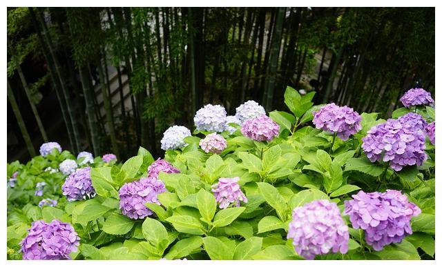 十二星座 花心 排行榜 锐音博雅