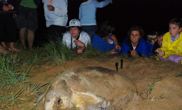 澳大利亚东海岸自驾游 探秘世界稀有野生大海龟产卵全过程