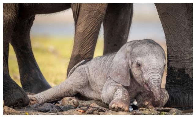 南非摄影师拍下大象妈妈帮助新生小象学走路的照片可爱又美好