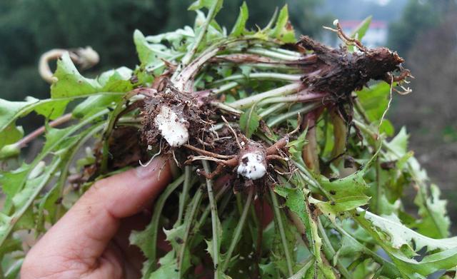 药",遍地都是,却没有人知道,尤其女性要常吃,请不要把这个菜做成野菜