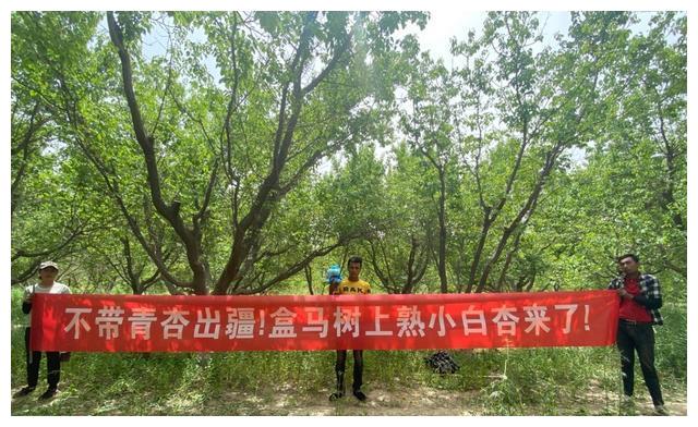 杏中贵族太难了 新疆小白杏 哭诉 烦恼 别让青杏坏了口碑 财经头条