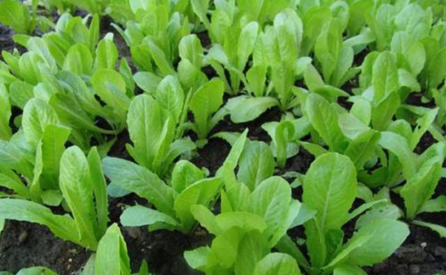 小白菜种植获利快但是要学会管理才能得到好收成