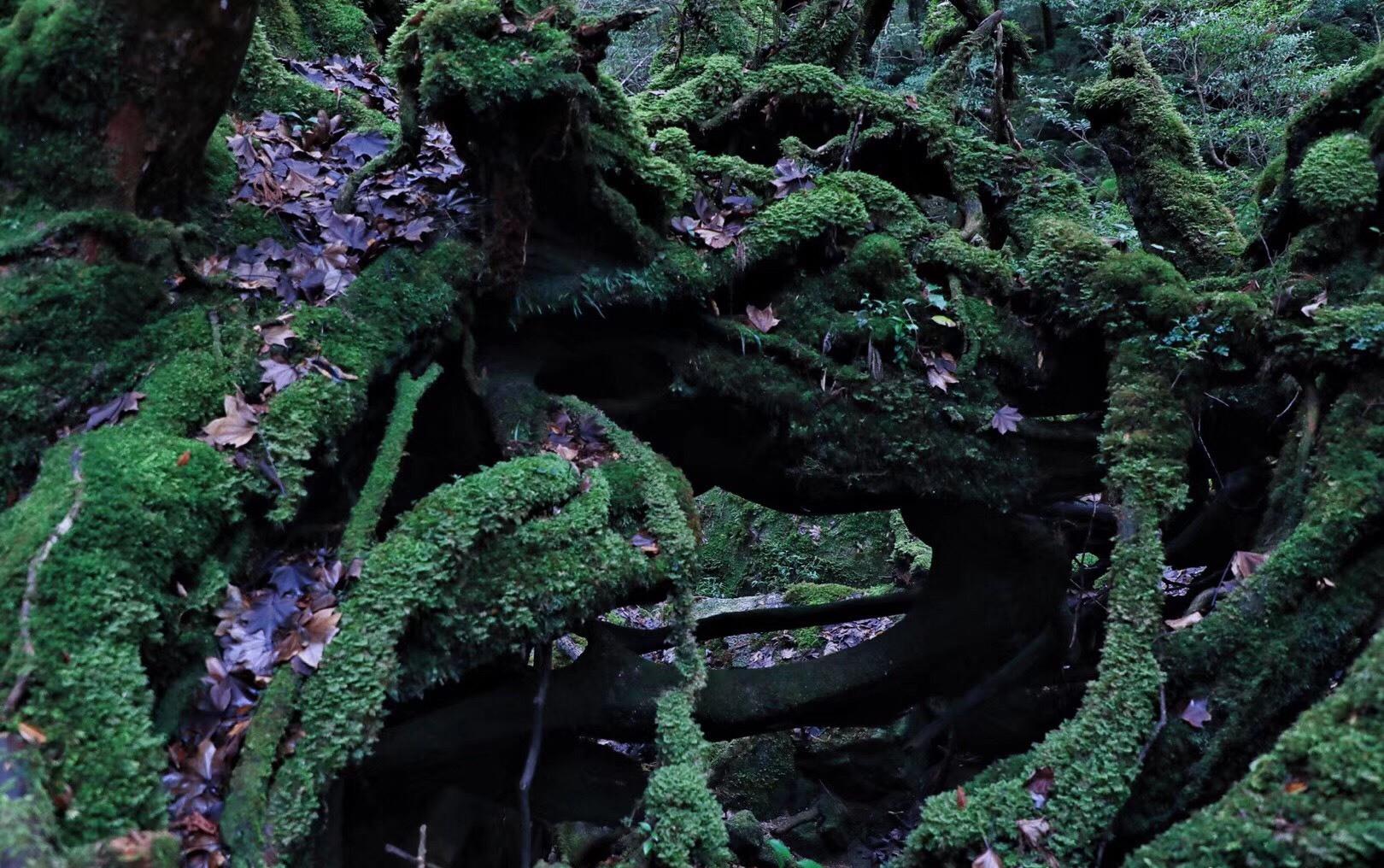 宫崎骏动画里的魔法森林,太过梦幻|魔法森林|屋久岛|动画电影_新浪